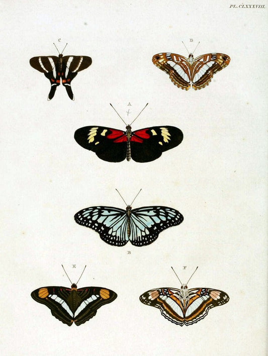 De uitlandsche kapellen. v.2.A Amsteldam :Chez Barthelmy Wild,1779-1782 [i.e. 1775-1782] | Vintage Print Reproduction 467327