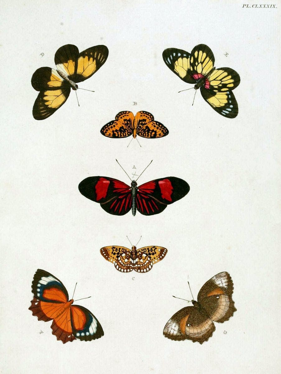 De uitlandsche kapellen. v.2.A Amsteldam :Chez Barthelmy Wild,1779-1782 [i.e. 1775-1782] | Vintage Print Reproduction 467328