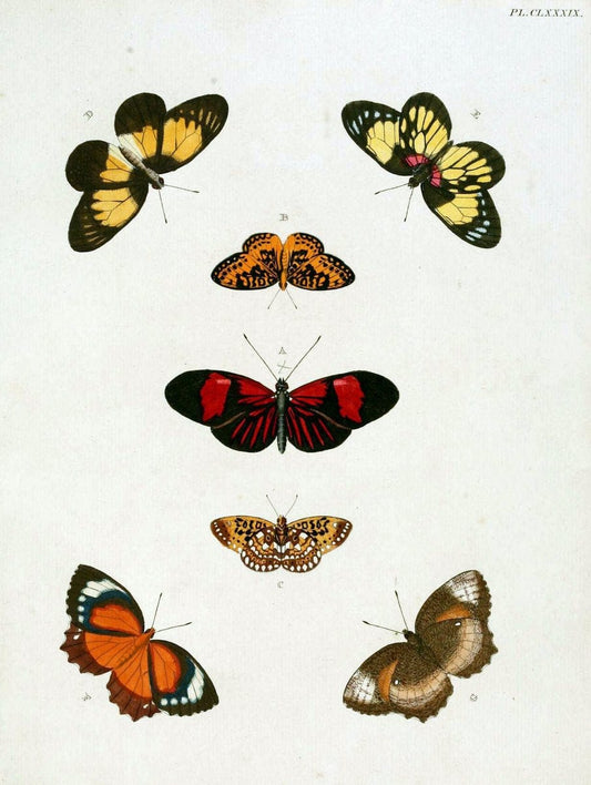De uitlandsche kapellen. v.2.A Amsteldam :Chez Barthelmy Wild,1779-1782 [i.e. 1775-1782] | Vintage Print Reproduction 467328
