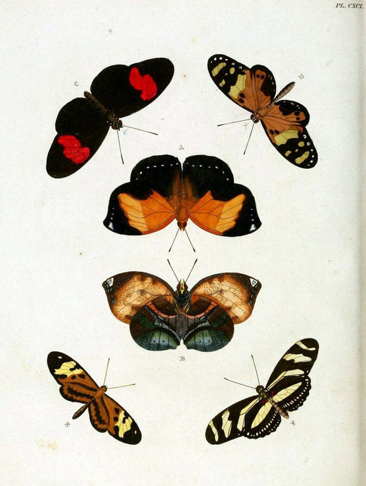 De uitlandsche kapellen. v.2.A Amsteldam :Chez Barthelmy Wild,1779-1782 [i.e. 1775-1782] | Vintage Print Reproduction 467330