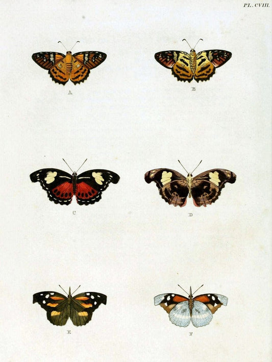 De uitlandsche kapellen. v.2.A Amsteldam :Chez Barthelmy Wild,1779-1782 [i.e. 1775-1782] | Vintage Print Reproduction 467336