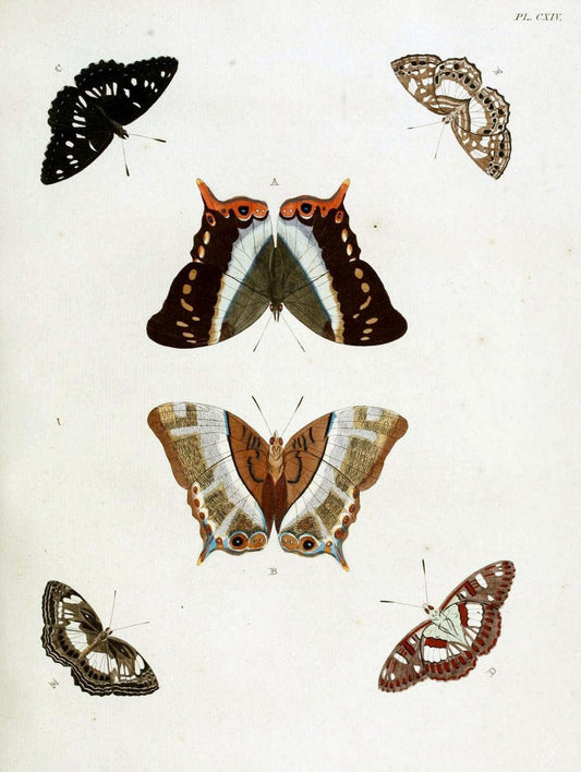 De uitlandsche kapellen. v.2.A Amsteldam :Chez Barthelmy Wild,1779-1782 [i.e. 1775-1782] | Vintage Print Reproduction 467342