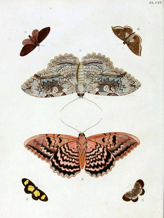 De uitlandsche kapellen. v.2.A Amsteldam :Chez Barthelmy Wild,1779-1782 [i.e. 1775-1782] | Vintage Print Reproduction 467343
