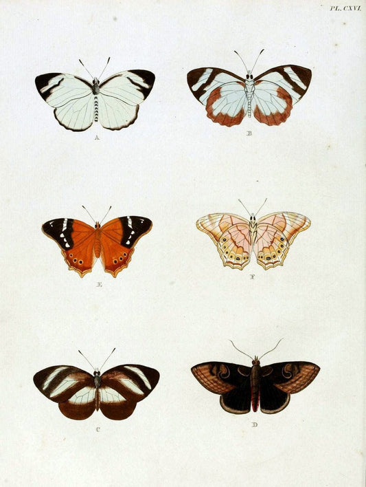 De uitlandsche kapellen. v.2.A Amsteldam :Chez Barthelmy Wild,1779-1782 [i.e. 1775-1782] | Vintage Print Reproduction 467344