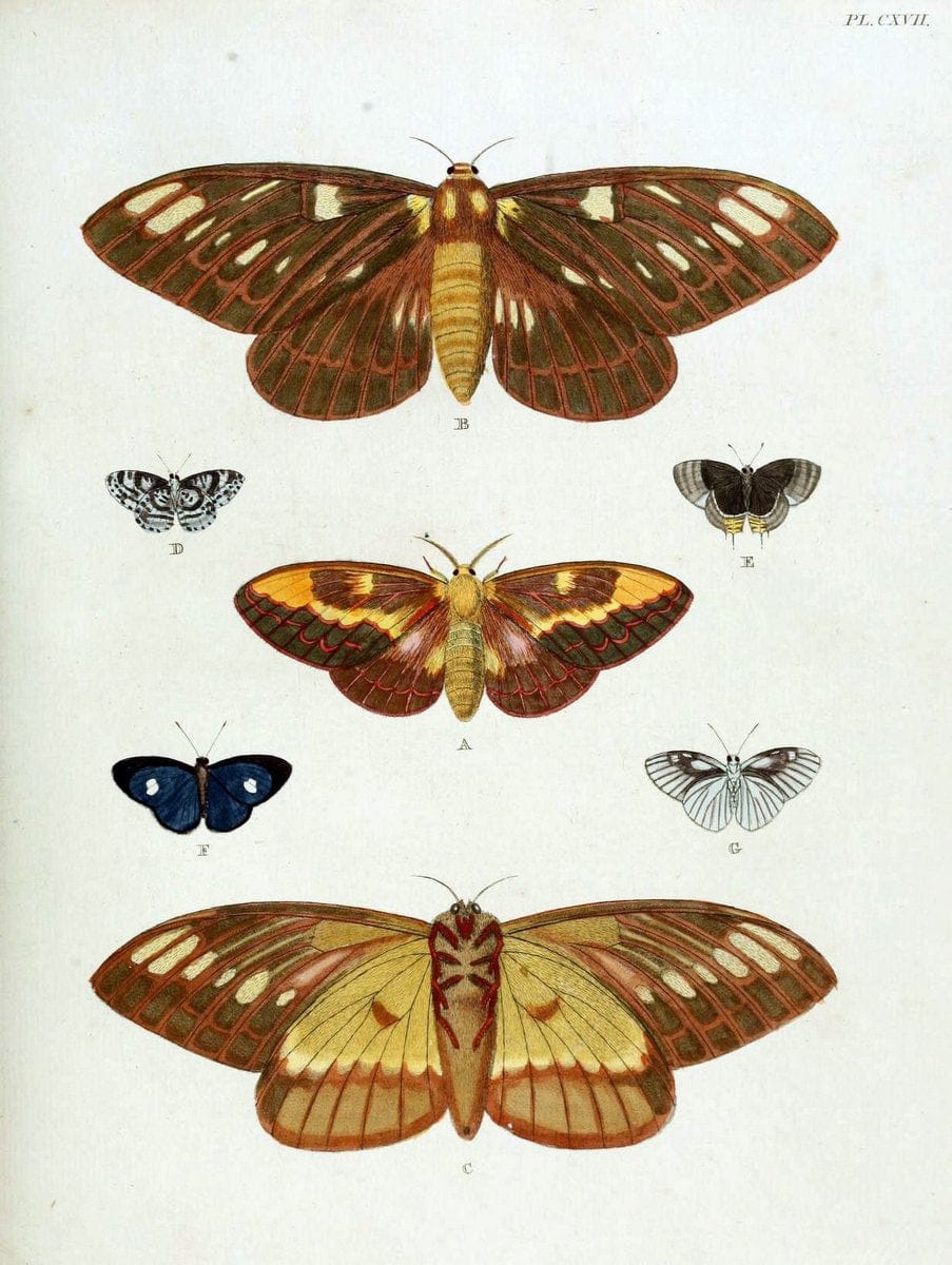 De uitlandsche kapellen. v.2.A Amsteldam :Chez Barthelmy Wild,1779-1782 [i.e. 1775-1782] | Vintage Print Reproduction 467345