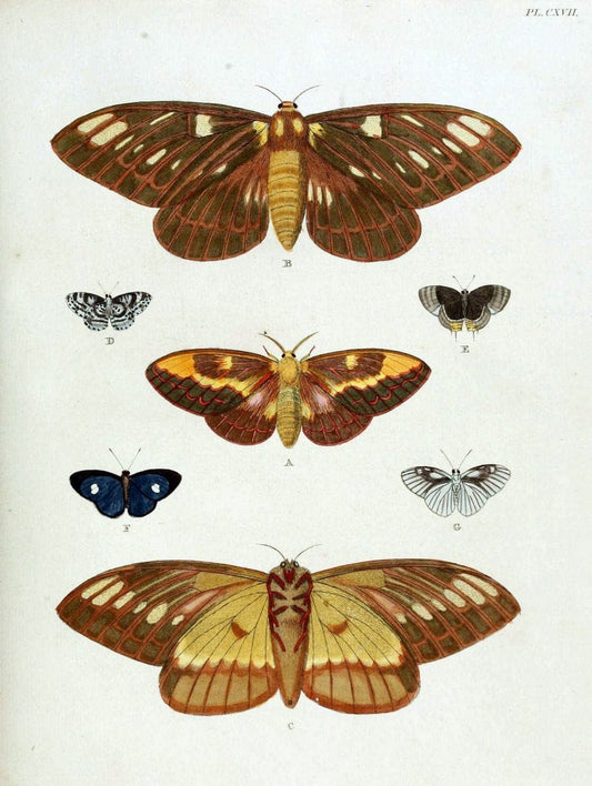 De uitlandsche kapellen. v.2.A Amsteldam :Chez Barthelmy Wild,1779-1782 [i.e. 1775-1782] | Vintage Print Reproduction 467345