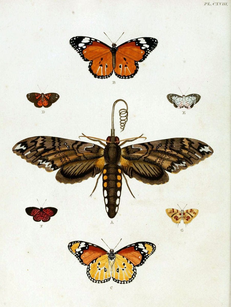 De uitlandsche kapellen. v.2.A Amsteldam :Chez Barthelmy Wild,1779-1782 [i.e. 1775-1782] | Vintage Print Reproduction 467346
