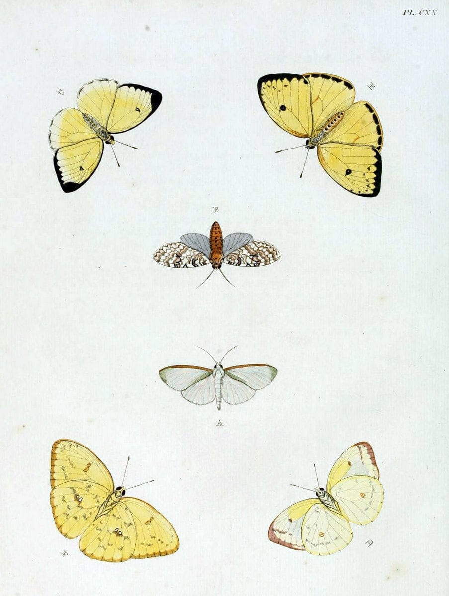 De uitlandsche kapellen. v.2.A Amsteldam :Chez Barthelmy Wild,1779-1782 [i.e. 1775-1782] | Vintage Print Reproduction 467348
