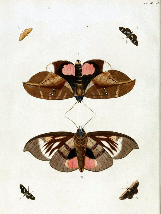 De uitlandsche kapellen. v.2.A Amsteldam :Chez Barthelmy Wild,1779-1782 [i.e. 1775-1782] | Vintage Print Reproduction 467352