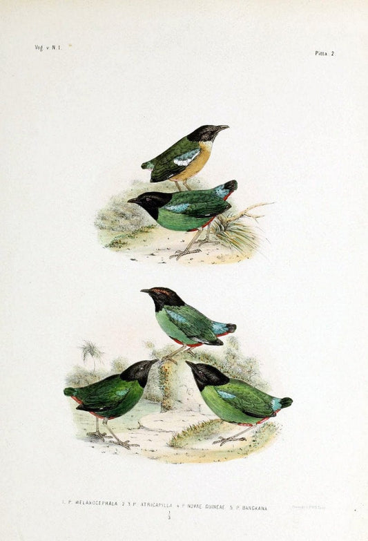 De vogels van Nederlandsch Indie /.Haarlem :A.C. Kruseman,[1863-1866]. | Birds Indonesia  | Vintage Print Reproduction 467354