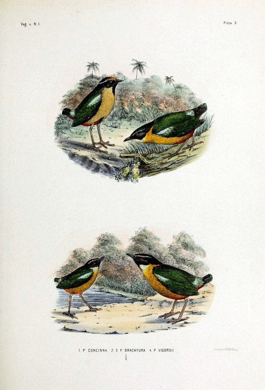 De vogels van Nederlandsch Indie /.Haarlem :A.C. Kruseman,[1863-1866]. | Birds Indonesia  | Vintage Print Reproduction 467355
