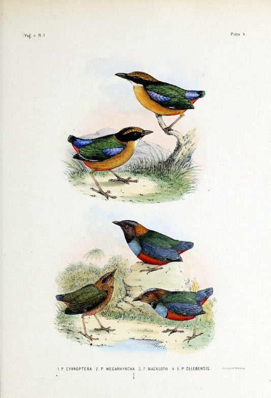 De vogels van Nederlandsch Indie /.Haarlem :A.C. Kruseman,[1863-1866]. | Birds Indonesia  | Vintage Print Reproduction 467356