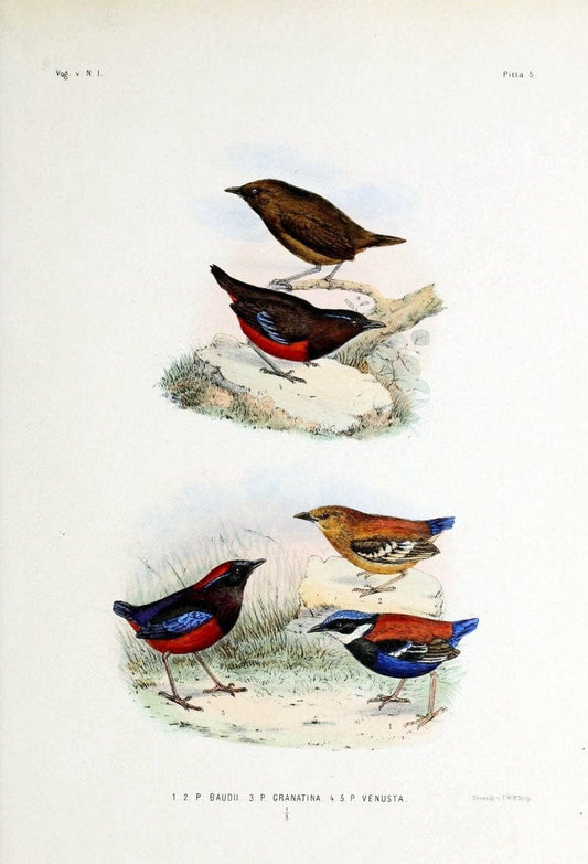 De vogels van Nederlandsch Indie /.Haarlem :A.C. Kruseman,[1863-1866]. | Birds Indonesia  | Vintage Print Reproduction 467357