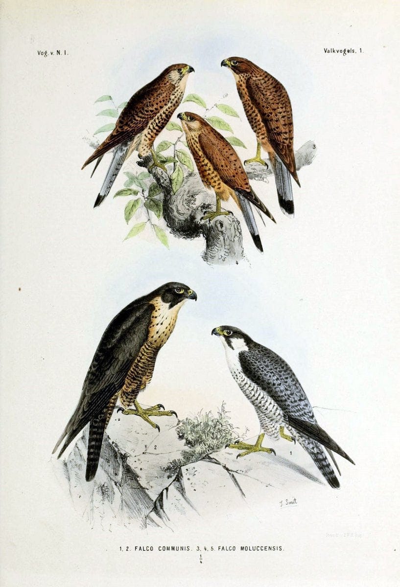 De vogels van Nederlandsch Indie /.Haarlem :A.C. Kruseman,[1863-1866]. | Birds Indonesia  | Vintage Print Reproduction 467359
