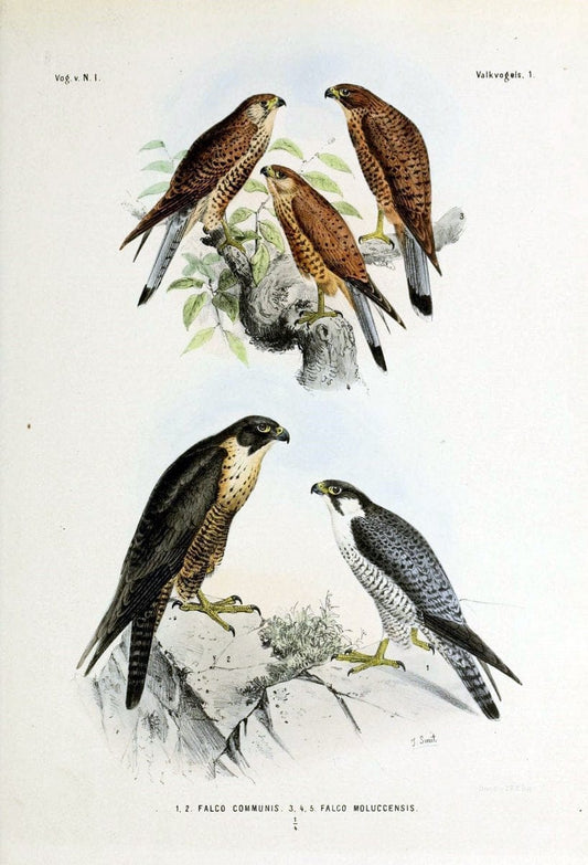 De vogels van Nederlandsch Indie /.Haarlem :A.C. Kruseman,[1863-1866]. | Birds Indonesia  | Vintage Print Reproduction 467359