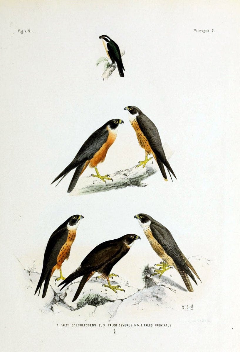 De vogels van Nederlandsch Indie /.Haarlem :A.C. Kruseman,[1863-1866]. | Birds Indonesia  | Vintage Print Reproduction 467360