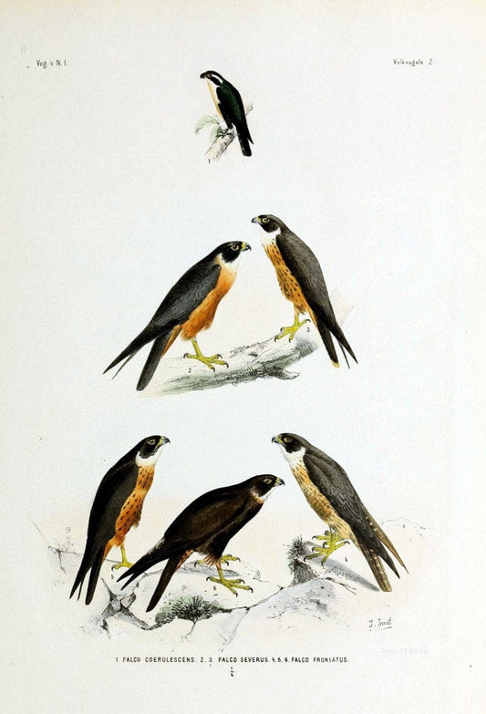 De vogels van Nederlandsch Indie /.Haarlem :A.C. Kruseman,[1863-1866]. | Birds Indonesia  | Vintage Print Reproduction 467360