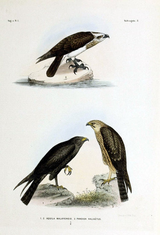 De vogels van Nederlandsch Indie /.Haarlem :A.C. Kruseman,[1863-1866]. | Birds Indonesia  | Vintage Print Reproduction 467361
