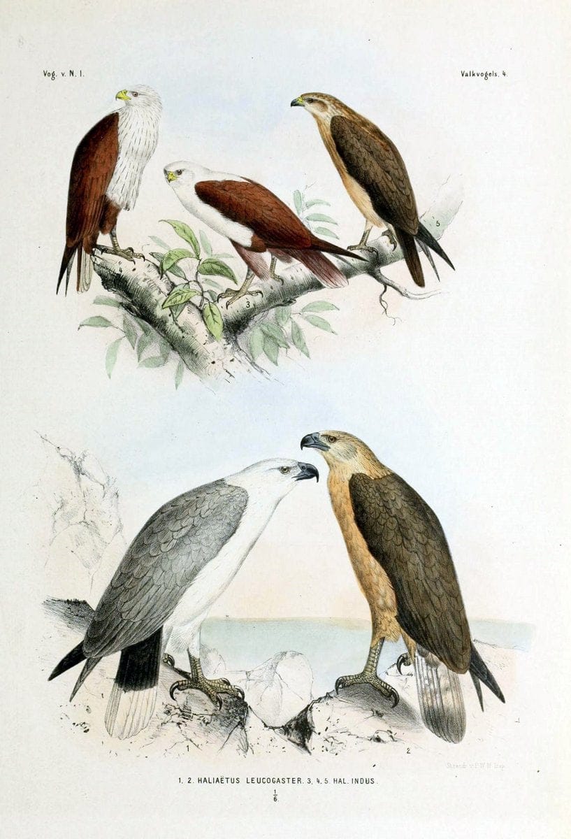 De vogels van Nederlandsch Indie /.Haarlem :A.C. Kruseman,[1863-1866]. | Birds Indonesia  | Vintage Print Reproduction 467362