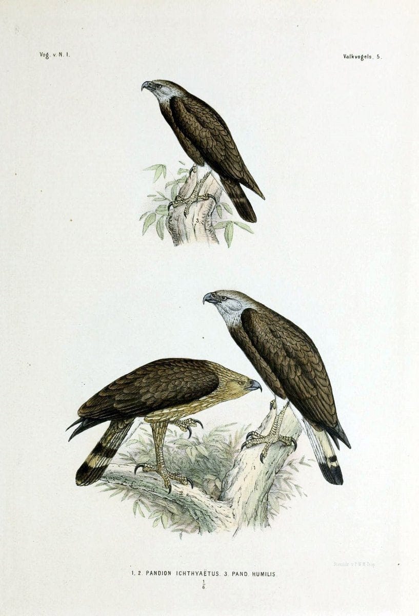 De vogels van Nederlandsch Indie /.Haarlem :A.C. Kruseman,[1863-1866]. | Birds Indonesia  | Vintage Print Reproduction 467363