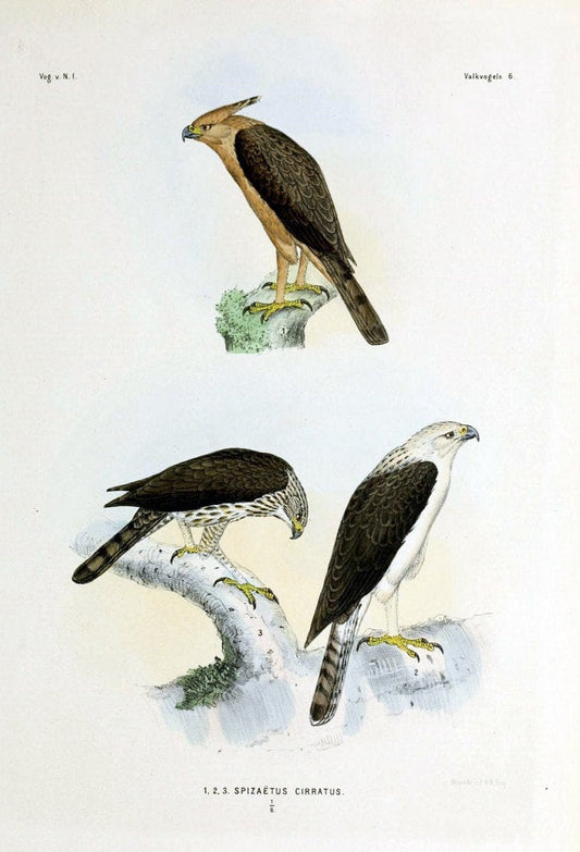 De vogels van Nederlandsch Indie /.Haarlem :A.C. Kruseman,[1863-1866]. | Birds Indonesia  | Vintage Print Reproduction 467364