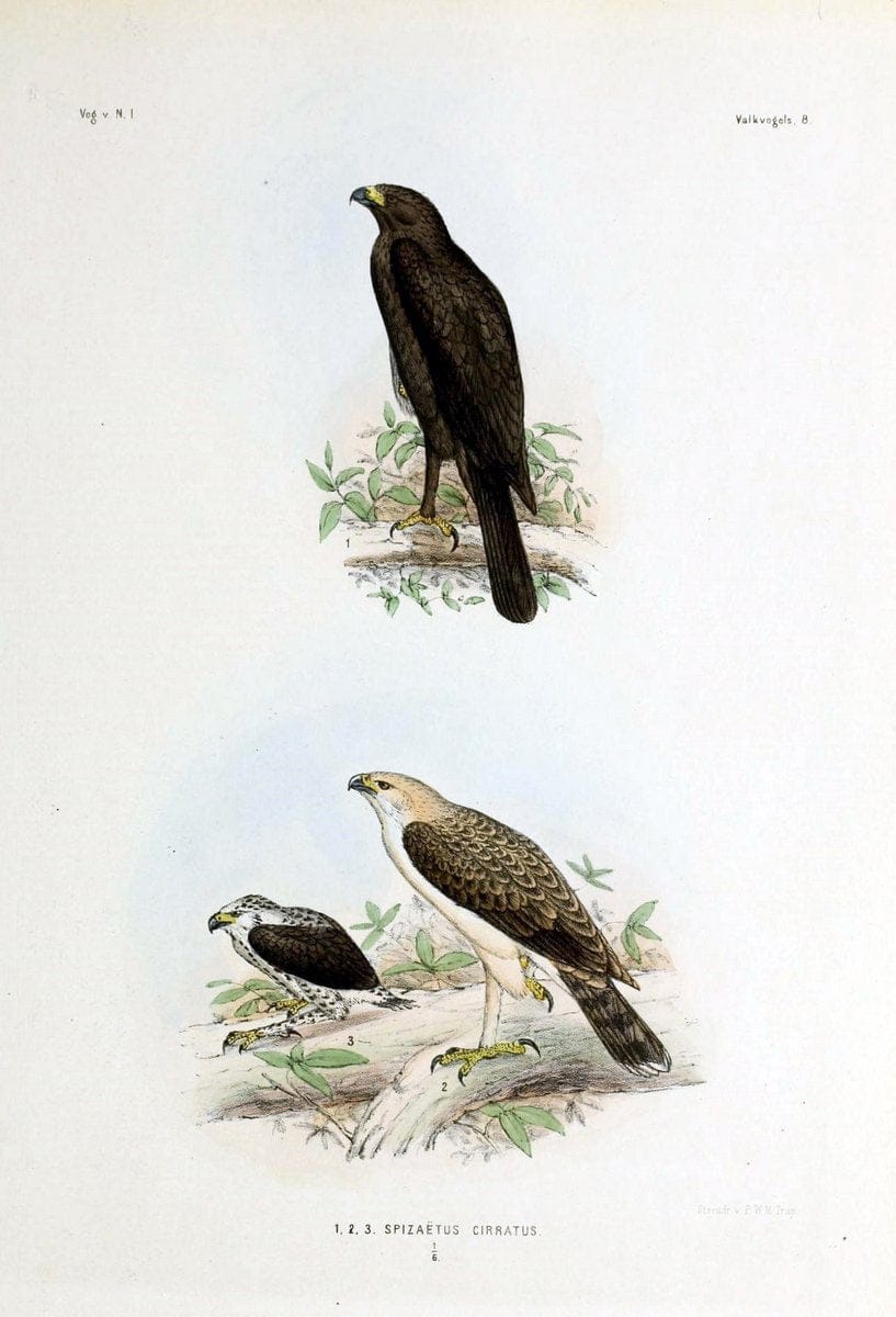De vogels van Nederlandsch Indie /.Haarlem :A.C. Kruseman,[1863-1866]. | Birds Indonesia  | Vintage Print Reproduction 467366
