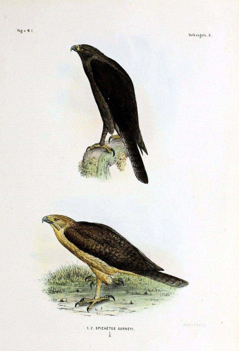 De vogels van Nederlandsch Indie /.Haarlem :A.C. Kruseman,[1863-1866]. | Birds Indonesia  | Vintage Print Reproduction 467367