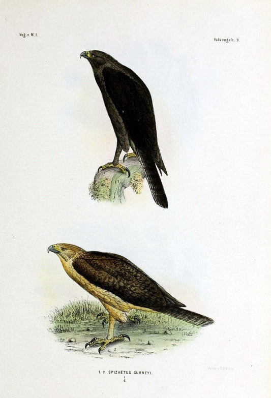 De vogels van Nederlandsch Indie /.Haarlem :A.C. Kruseman,[1863-1866]. | Birds Indonesia  | Vintage Print Reproduction 467367