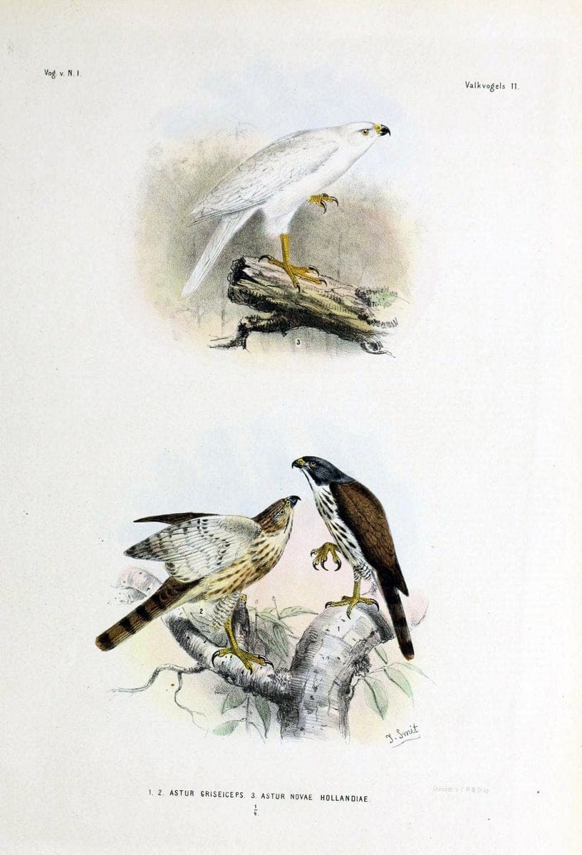 De vogels van Nederlandsch Indie /.Haarlem :A.C. Kruseman,[1863-1866]. | Birds Indonesia  | Vintage Print Reproduction 467369