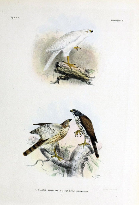 De vogels van Nederlandsch Indie /.Haarlem :A.C. Kruseman,[1863-1866]. | Birds Indonesia  | Vintage Print Reproduction 467369