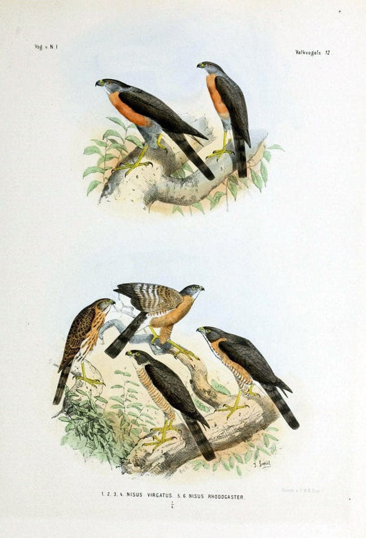 De vogels van Nederlandsch Indie /.Haarlem :A.C. Kruseman,[1863-1866]. | Birds Indonesia  | Vintage Print Reproduction 467370