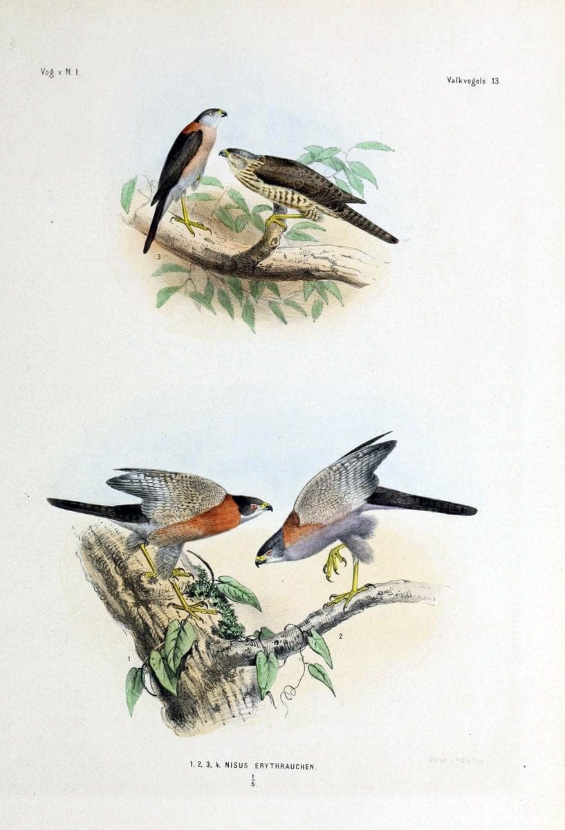 De vogels van Nederlandsch Indie /.Haarlem :A.C. Kruseman,[1863-1866]. | Birds Indonesia  | Vintage Print Reproduction 467371