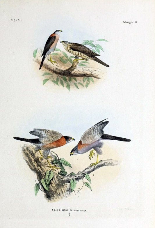 De vogels van Nederlandsch Indie /.Haarlem :A.C. Kruseman,[1863-1866]. | Birds Indonesia  | Vintage Print Reproduction 467371