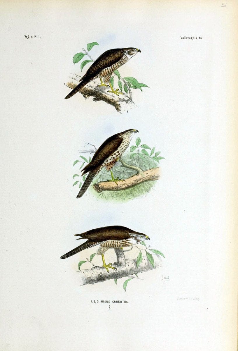 De vogels van Nederlandsch Indie /.Haarlem :A.C. Kruseman,[1863-1866]. | Birds Indonesia  | Vintage Print Reproduction 467373