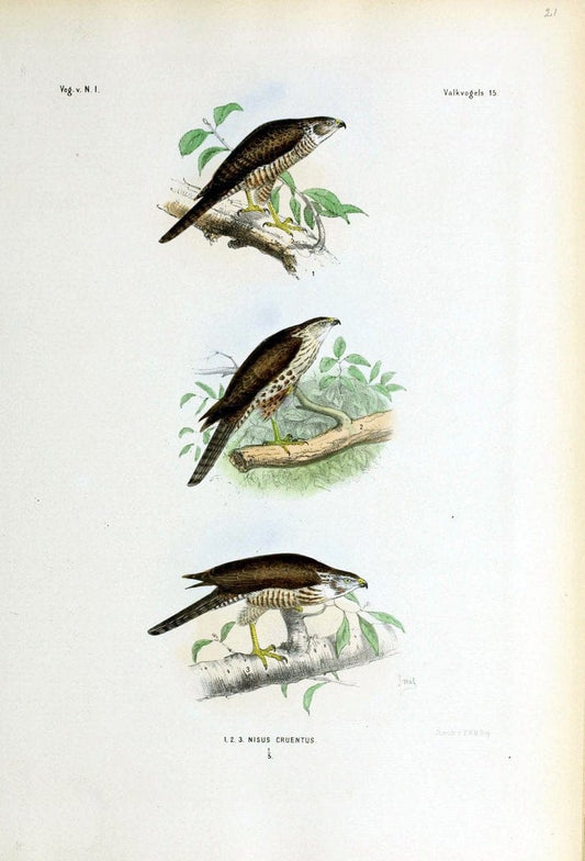 De vogels van Nederlandsch Indie /.Haarlem :A.C. Kruseman,[1863-1866]. | Birds Indonesia  | Vintage Print Reproduction 467373
