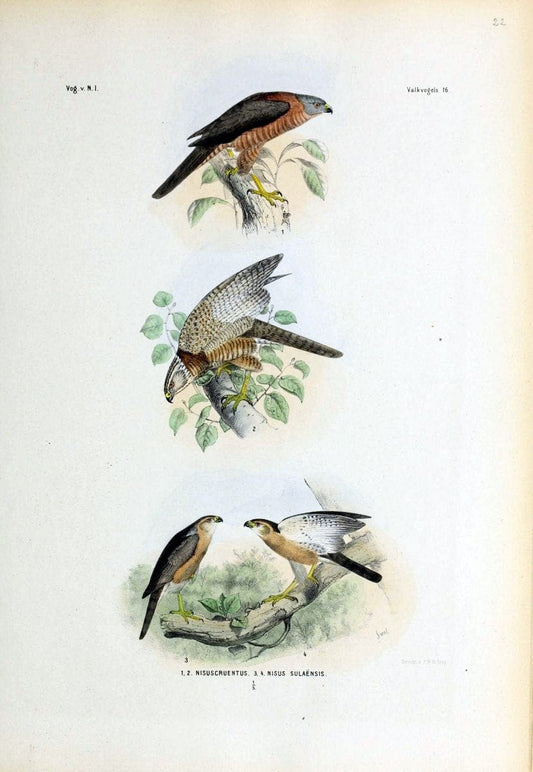De vogels van Nederlandsch Indie /.Haarlem :A.C. Kruseman,[1863-1866]. | Birds Indonesia  | Vintage Print Reproduction 467374