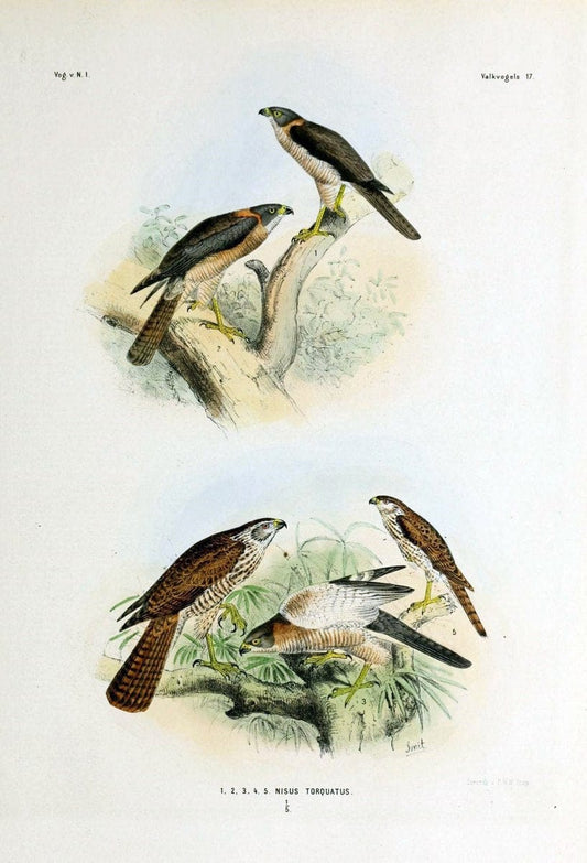 De vogels van Nederlandsch Indie /.Haarlem :A.C. Kruseman,[1863-1866]. | Birds Indonesia  | Vintage Print Reproduction 467375