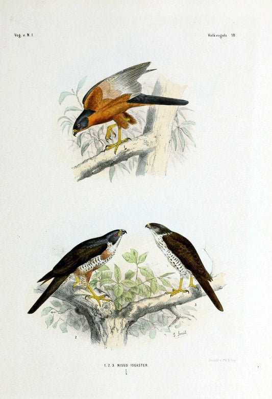 De vogels van Nederlandsch Indie /.Haarlem :A.C. Kruseman,[1863-1866]. | Birds Indonesia  | Vintage Print Reproduction 467376