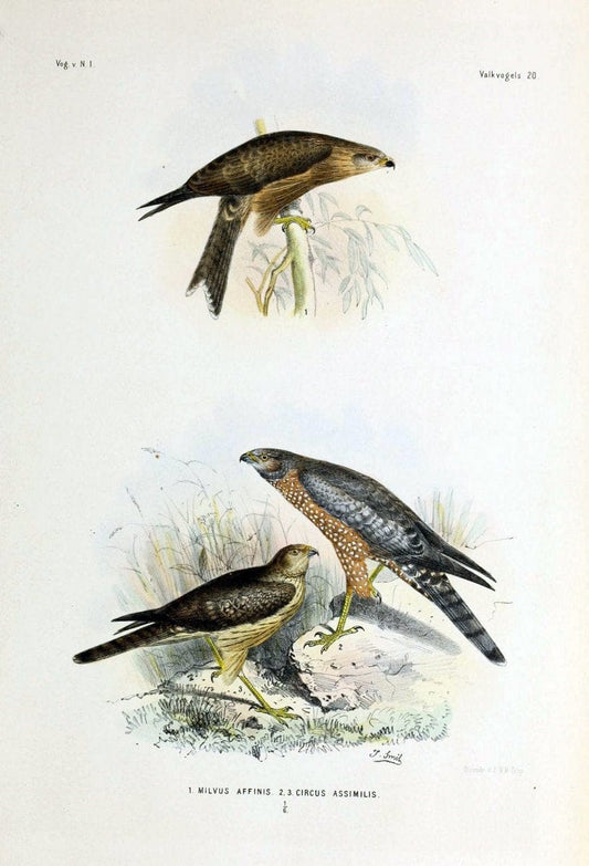 De vogels van Nederlandsch Indie /.Haarlem :A.C. Kruseman,[1863-1866]. | Birds Indonesia  | Vintage Print Reproduction 467378