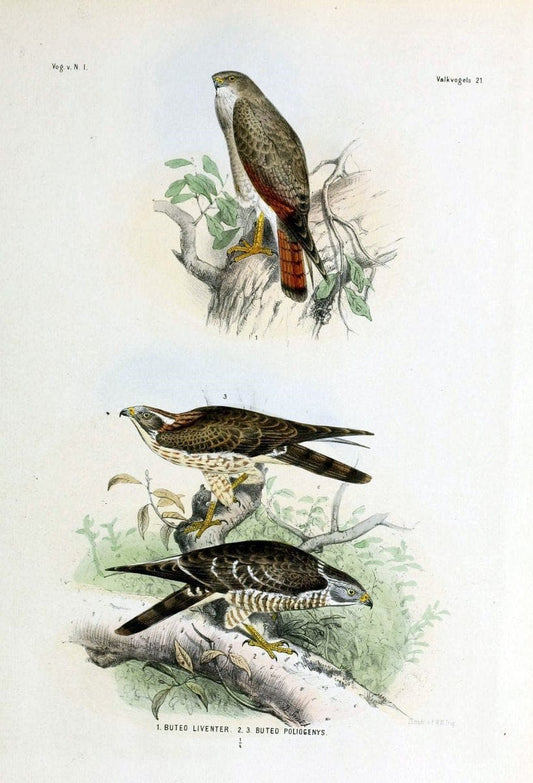 De vogels van Nederlandsch Indie /.Haarlem :A.C. Kruseman,[1863-1866]. | Birds Indonesia  | Vintage Print Reproduction 467379