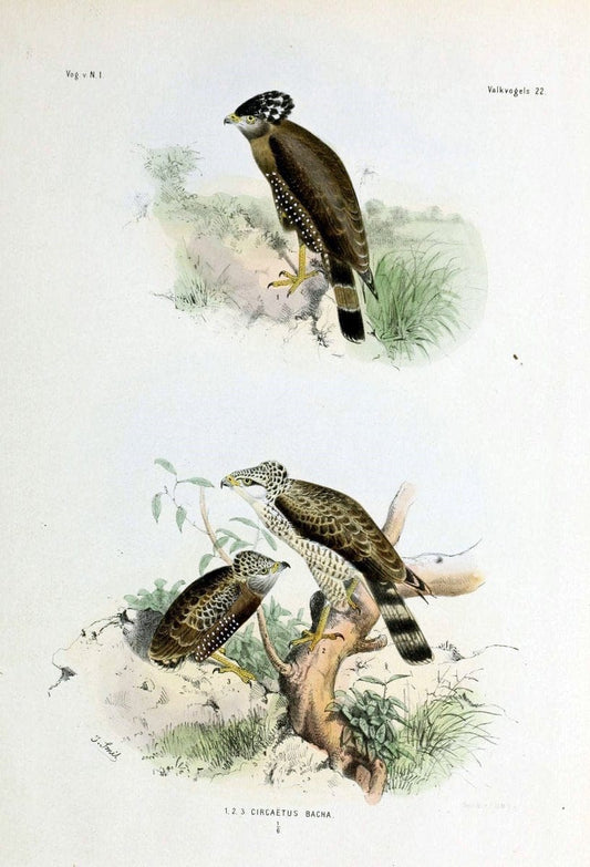 De vogels van Nederlandsch Indie /.Haarlem :A.C. Kruseman,[1863-1866]. | Birds Indonesia  | Vintage Print Reproduction 467380