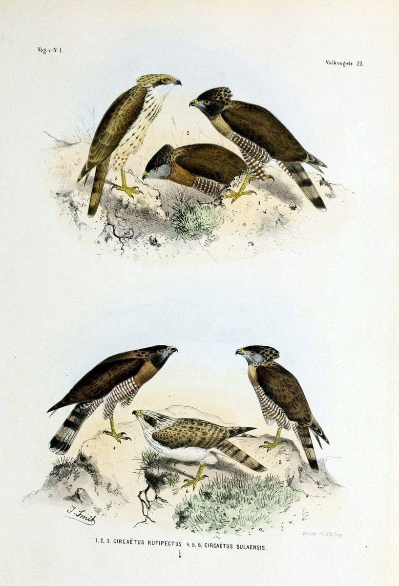 Dragable Image