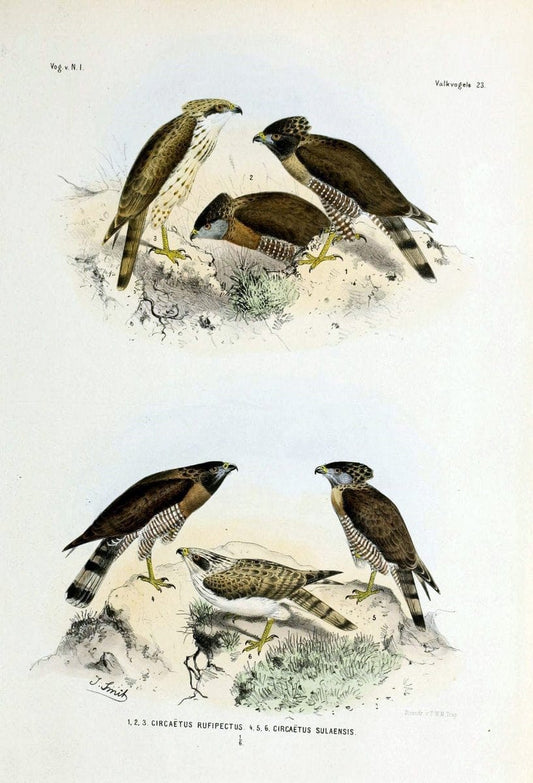 De vogels van Nederlandsch Indie /.Haarlem :A.C. Kruseman,[1863-1866]. | Birds Indonesia  | Vintage Print Reproduction 467381