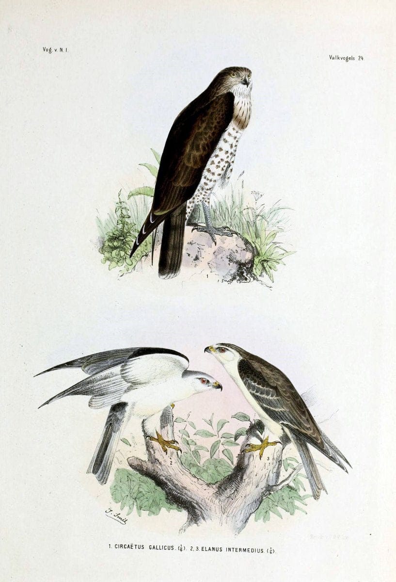 De vogels van Nederlandsch Indie /.Haarlem :A.C. Kruseman,[1863-1866]. | Birds Indonesia  | Vintage Print Reproduction 467382
