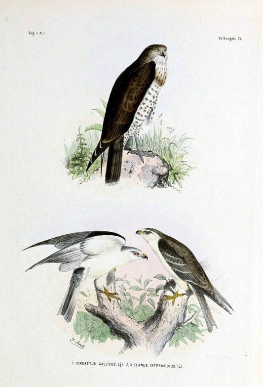 De vogels van Nederlandsch Indie /.Haarlem :A.C. Kruseman,[1863-1866]. | Birds Indonesia  | Vintage Print Reproduction 467382