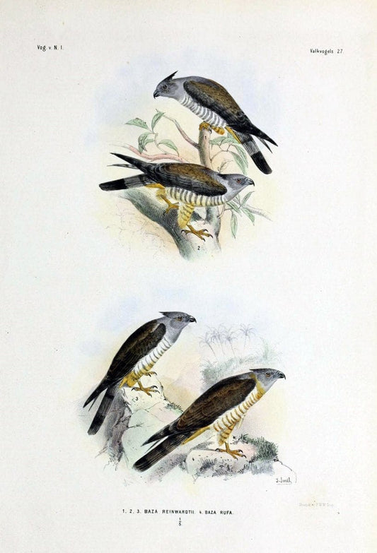 De vogels van Nederlandsch Indie /.Haarlem :A.C. Kruseman,[1863-1866]. | Birds Indonesia  | Vintage Print Reproduction 467385