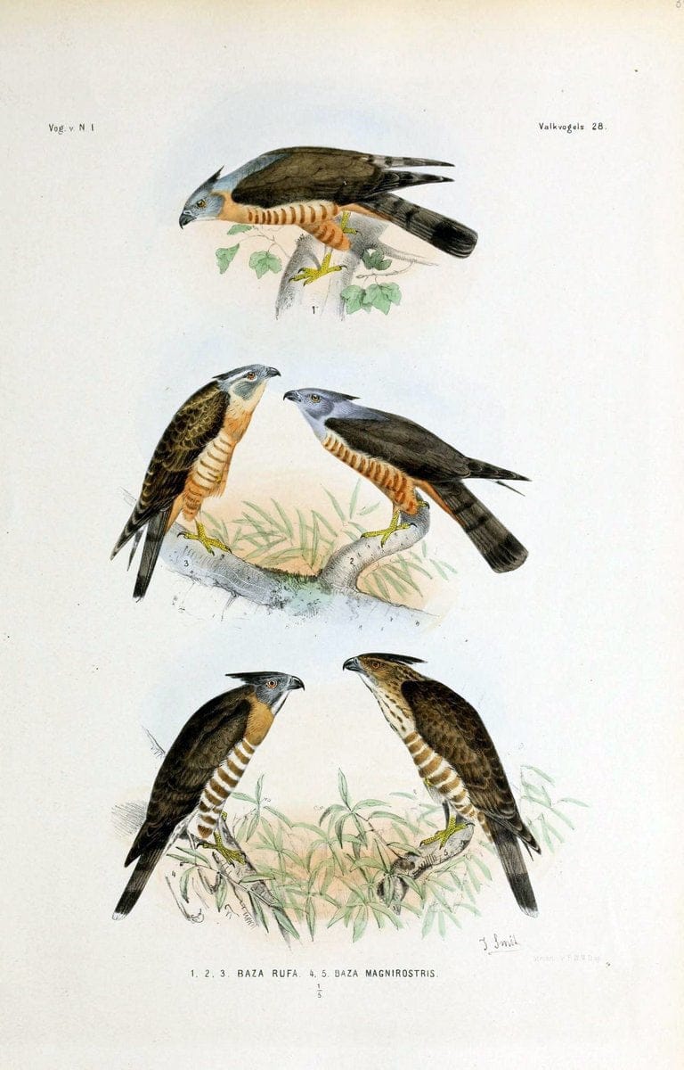 De vogels van Nederlandsch Indie /.Haarlem :A.C. Kruseman,[1863-1866]. | Birds Indonesia  | Vintage Print Reproduction 467386