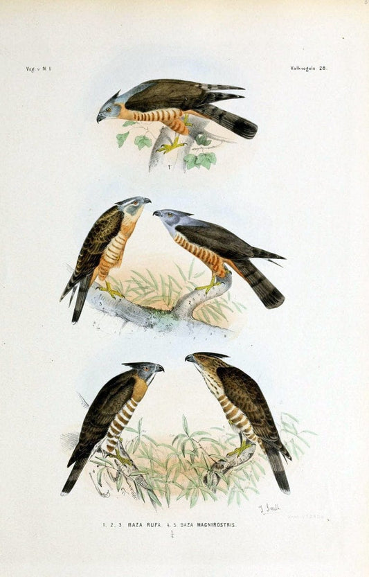De vogels van Nederlandsch Indie /.Haarlem :A.C. Kruseman,[1863-1866]. | Birds Indonesia  | Vintage Print Reproduction 467386