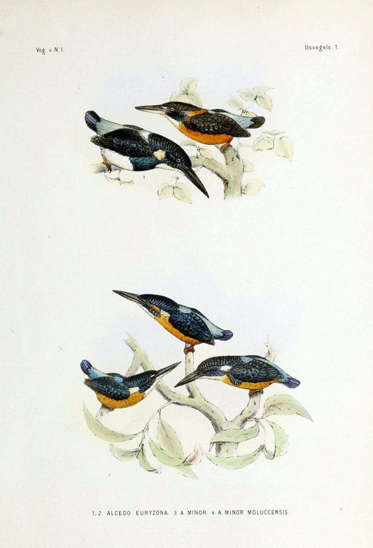 De vogels van Nederlandsch Indie /.Haarlem :A.C. Kruseman,[1863-1866]. | Birds Indonesia  | Vintage Print Reproduction 467387