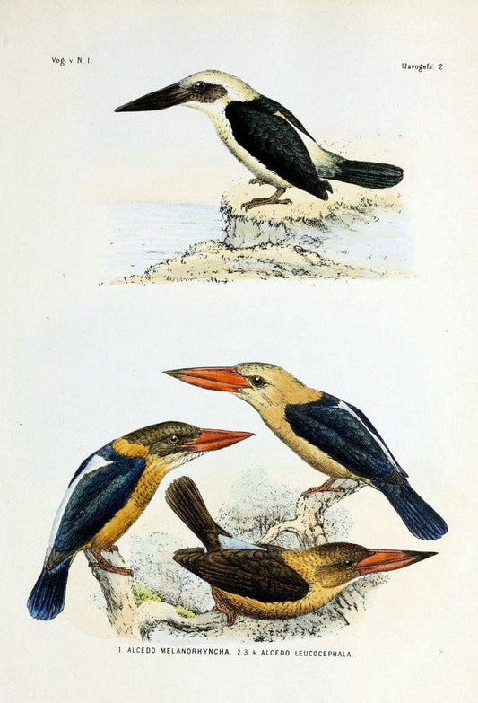 De vogels van Nederlandsch Indie /.Haarlem :A.C. Kruseman,[1863-1866]. | Birds Indonesia  | Vintage Print Reproduction 467388